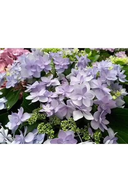Hydrangea Macrophylla Romance / You & Me в повному розквіті, квітки махрової форми. 